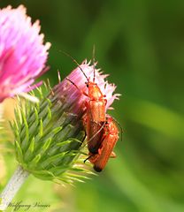 Variabler Weichkäfer Cantharis livida, eventuell Roter Fliegenkäfer Cantharis rufa