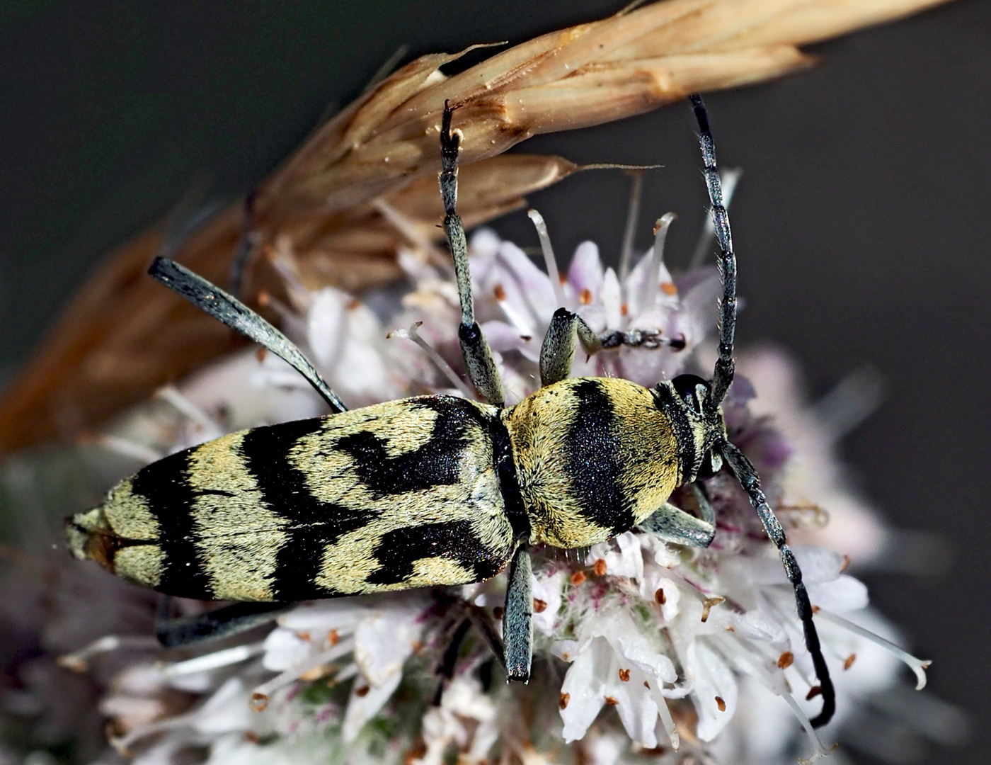 Variabler Widderbock (Chlorophorus varius) - Chlorophore soufré.