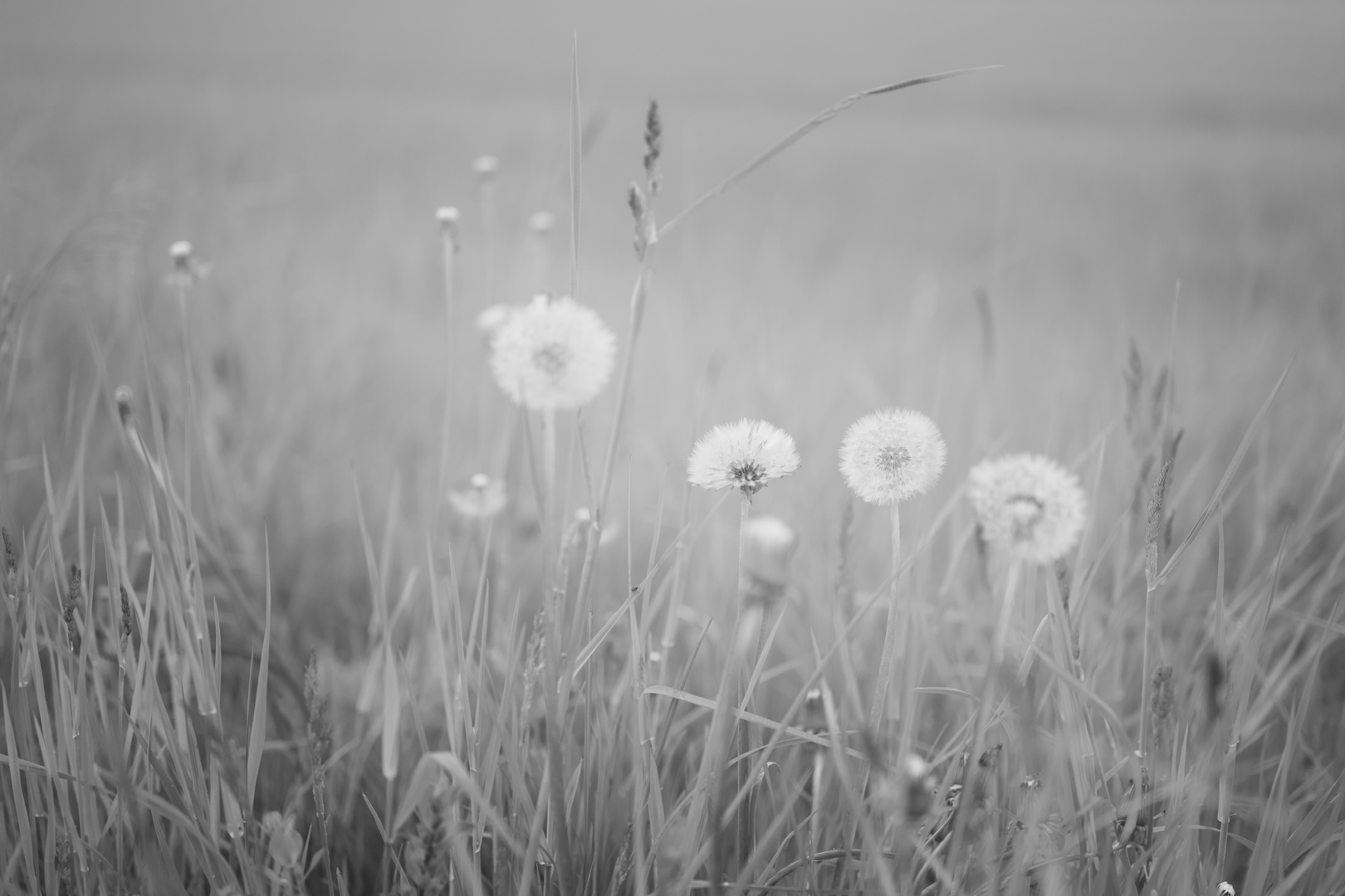 Varianten von Butterblumen