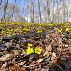 Varianten zum Thema Winterling (Eranthis hyemalis): 2