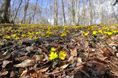 Varianten zum Thema Winterling (Eranthis hyemalis): 2