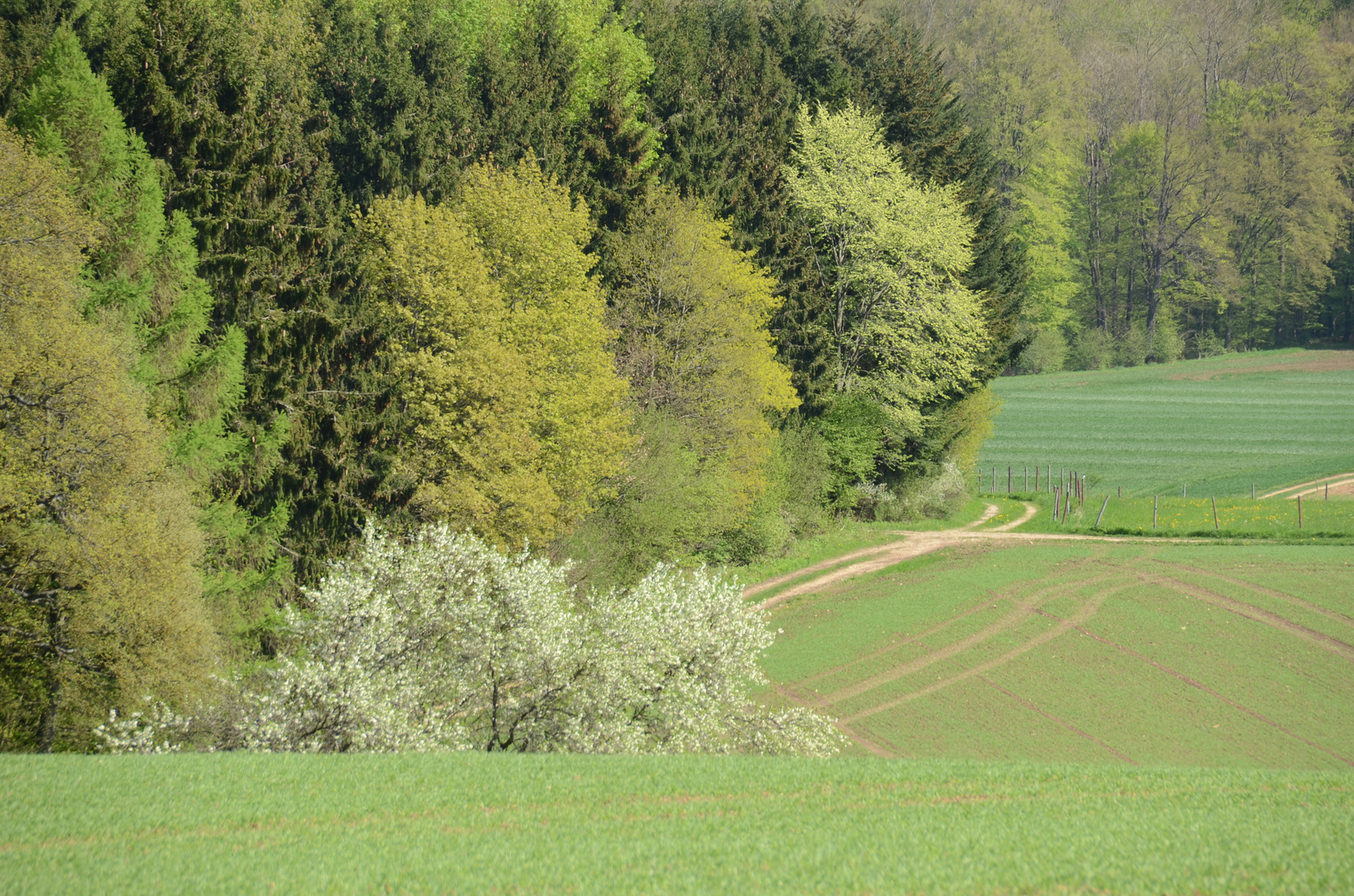 variantenreiches Grün