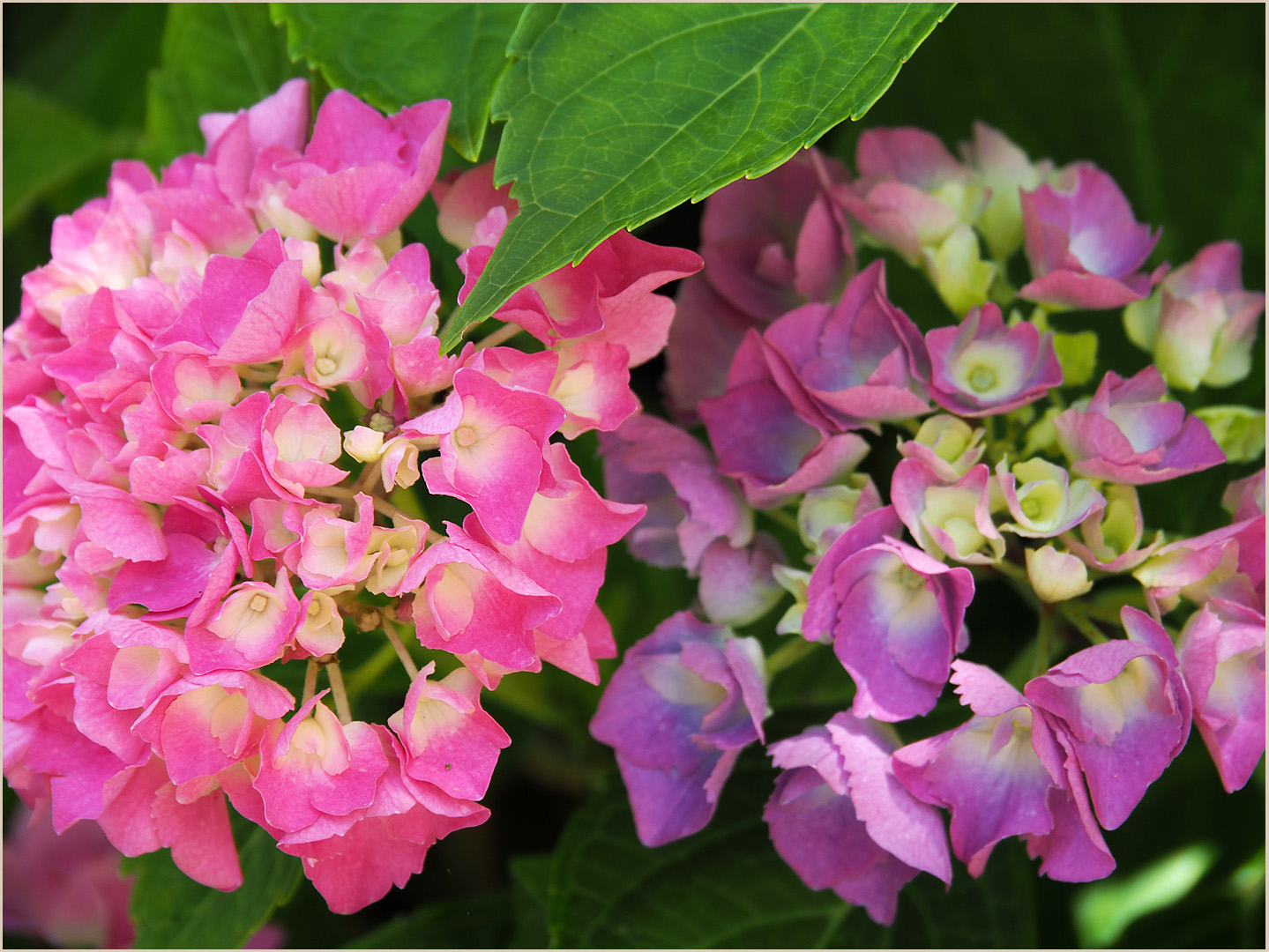 Variation d’hortensias