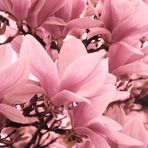 Variation im Bild Magnolienblüten...4