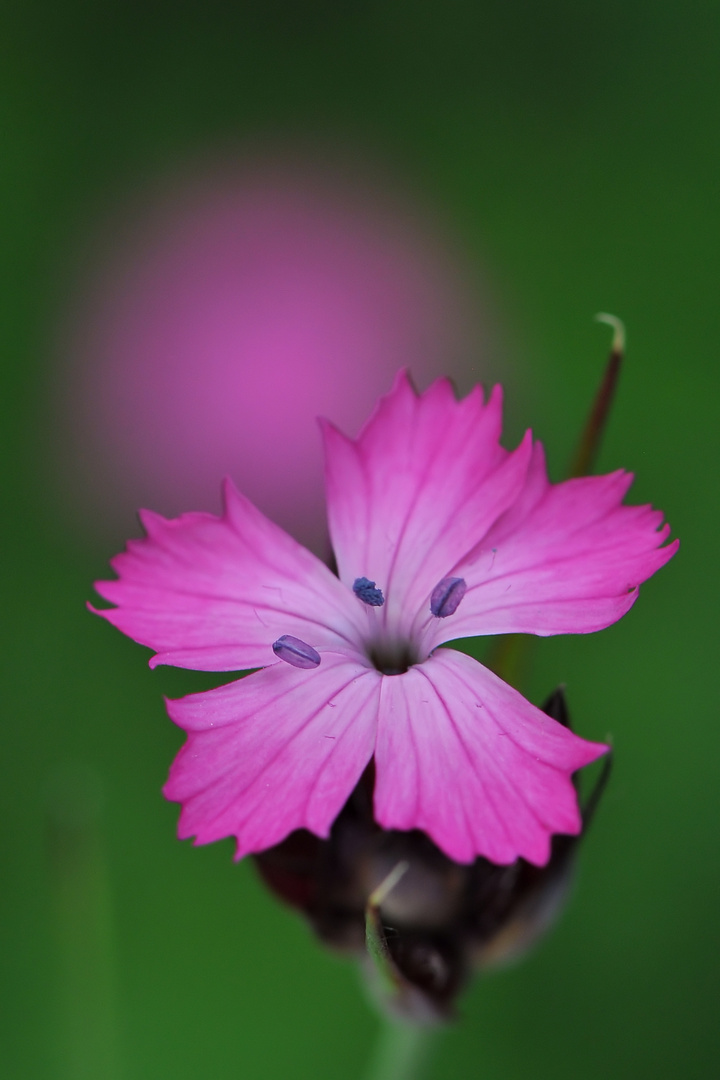 Variation in Pink