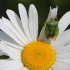 Variation marguerite et punaise