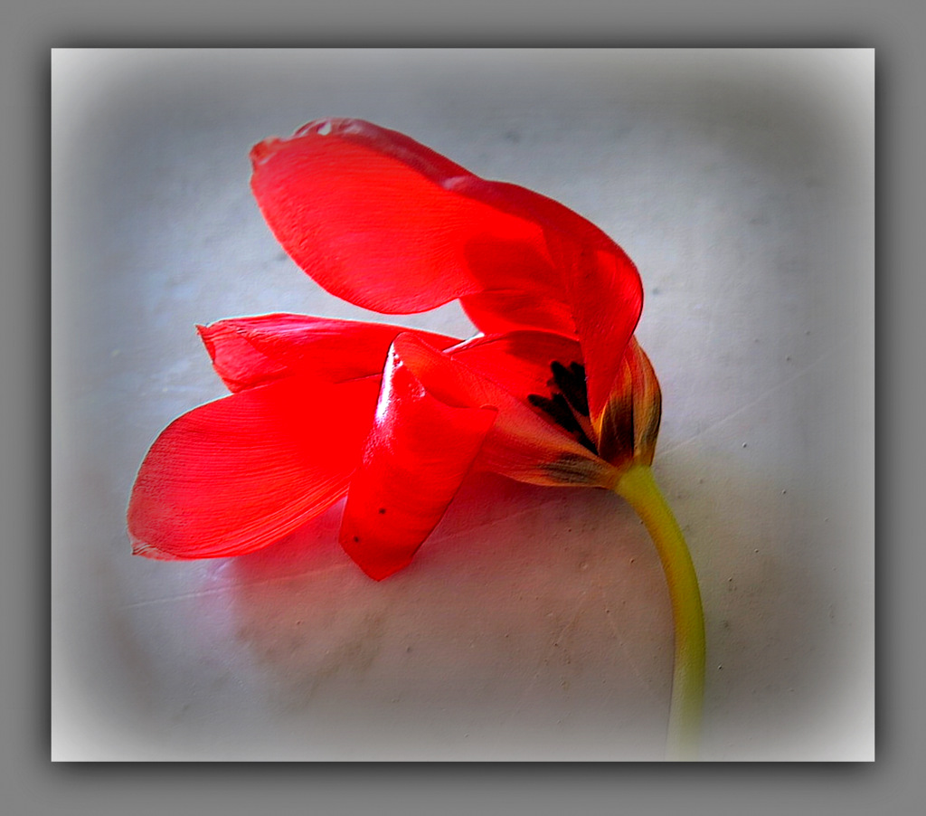 variation sur tulipe...