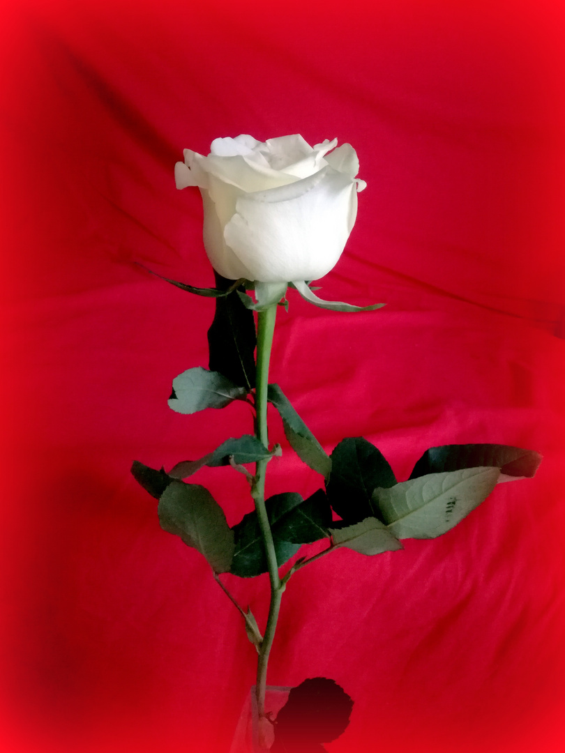 Variation sur une rose .... 2