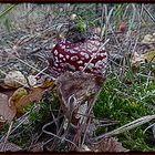 Variation vom Fliegenpilz