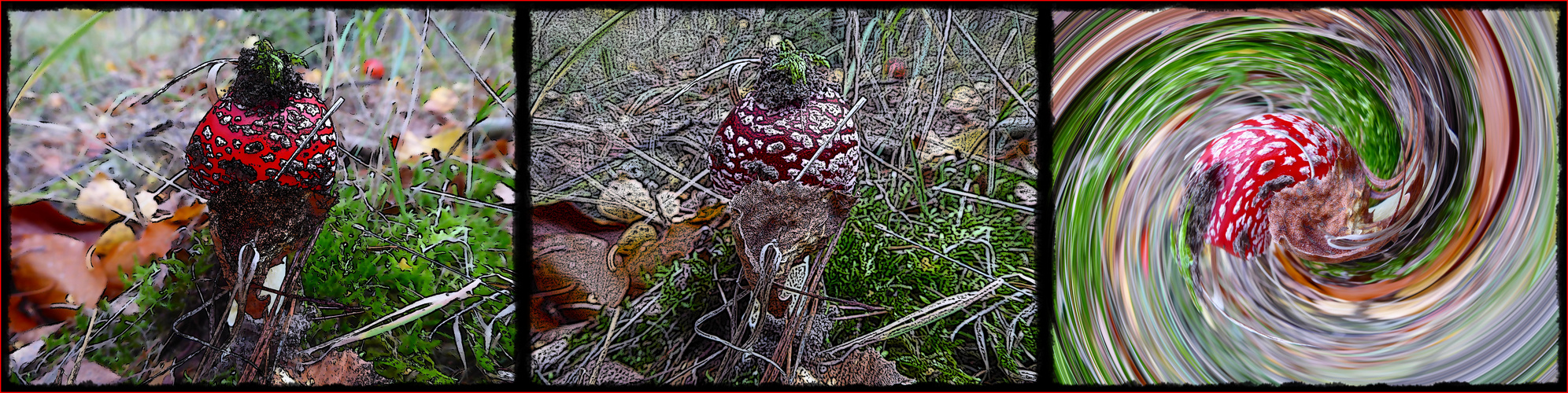 Variation vom Fliegenpilz