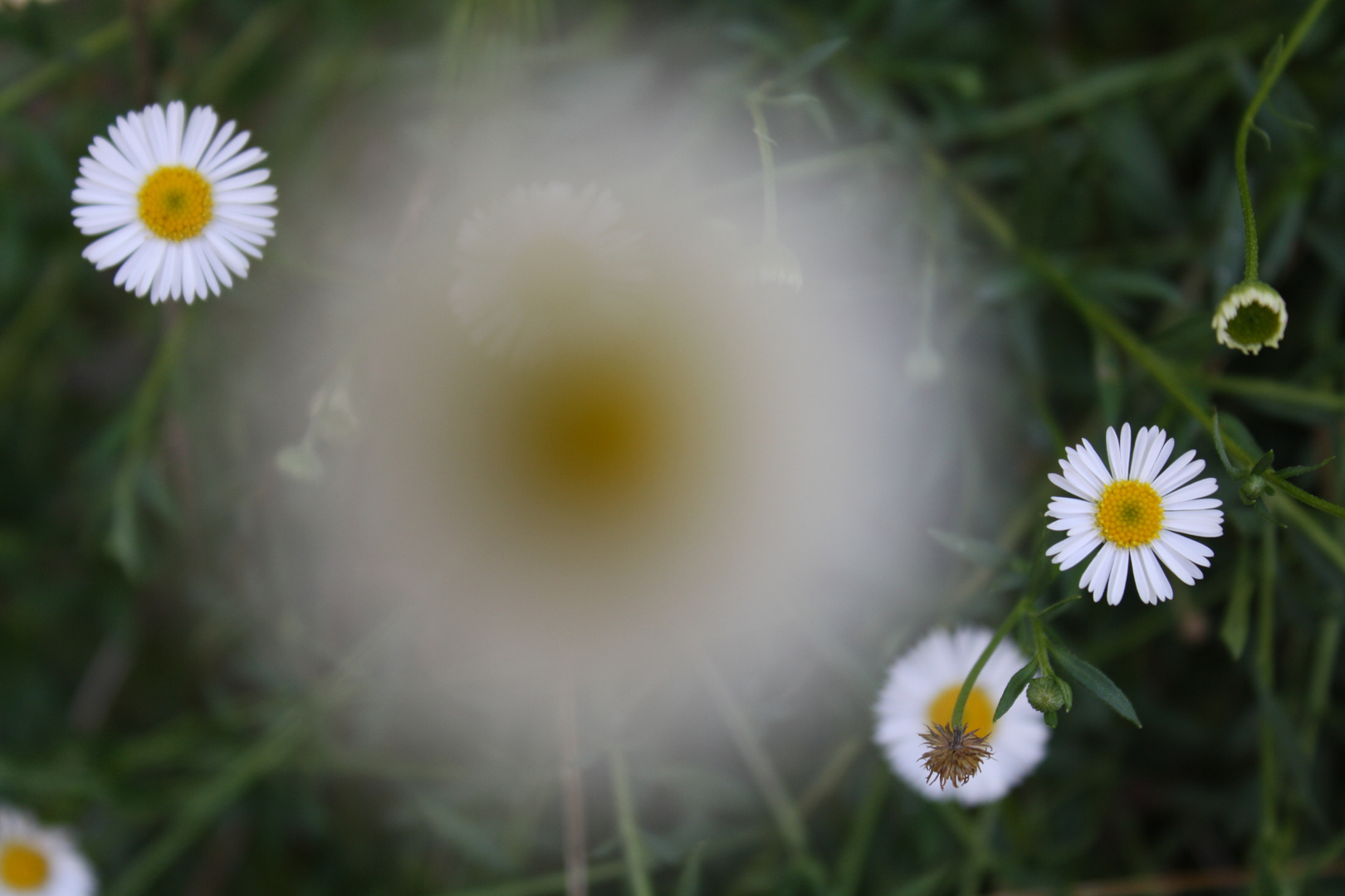 Variation von Gänseblümchen