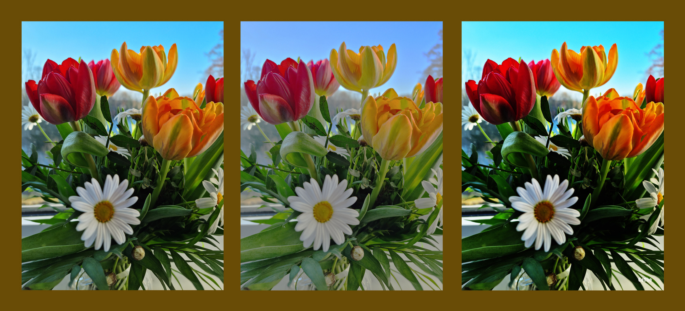 Variation von Tulpen