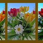 Variation von Tulpen
