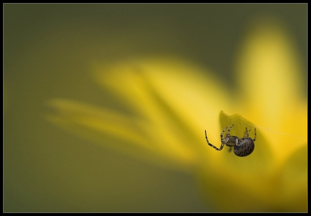 Variation zum Thema Blume [K]