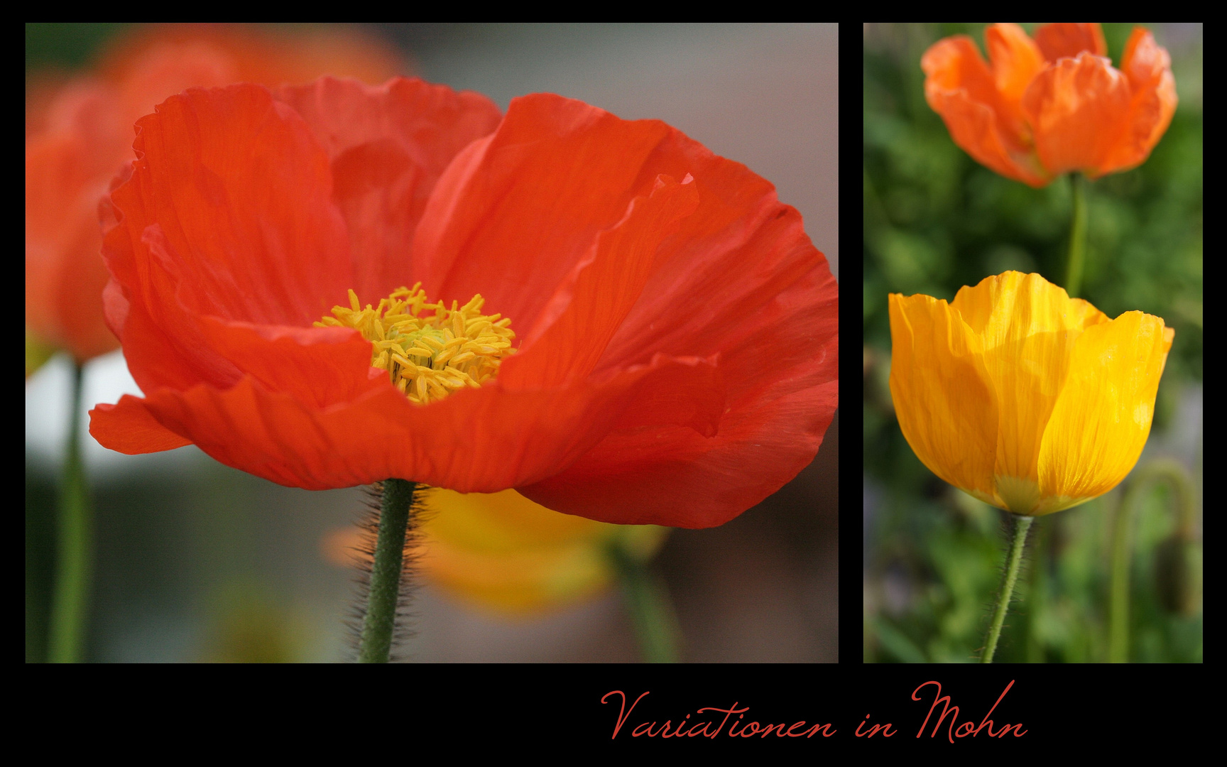 Variationen in Mohn