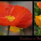 Variationen in Mohn