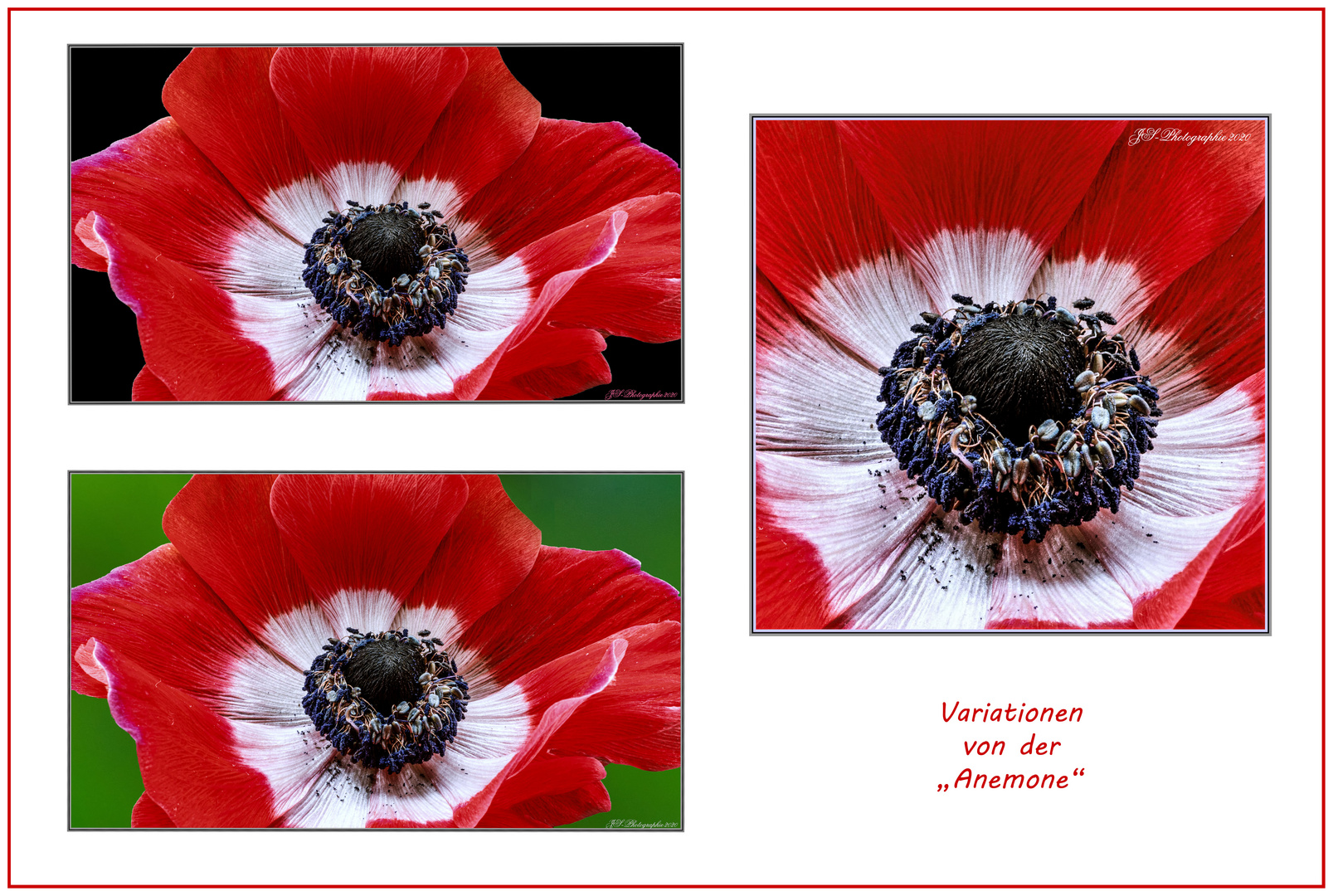 Variationen von der "Anemone"