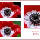 Variationen von der "Anemone"