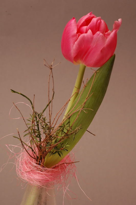 Variationen von Tulpe -1-