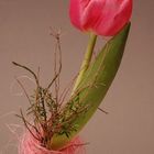 Variationen von Tulpe -1-