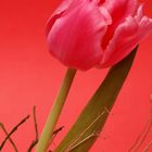 Variationen von Tulpe - 2 -