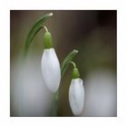 Variationen zu einem Thema: Schneeglöckchen im Regen 1/4