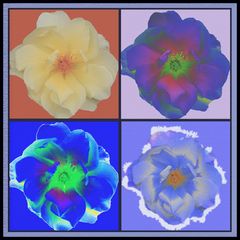 Variations of a Rose