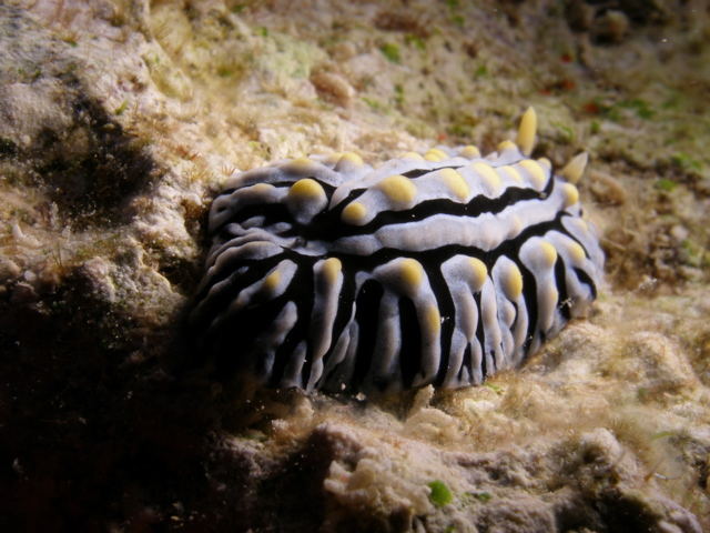 varicose wart slug