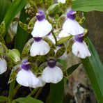 variedad de orquideas Misiones- Argentina