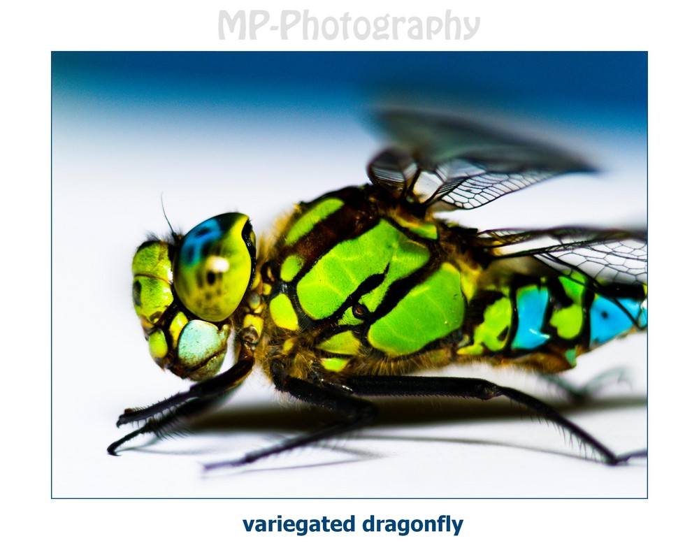 variegated dragonfly