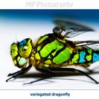 variegated dragonfly