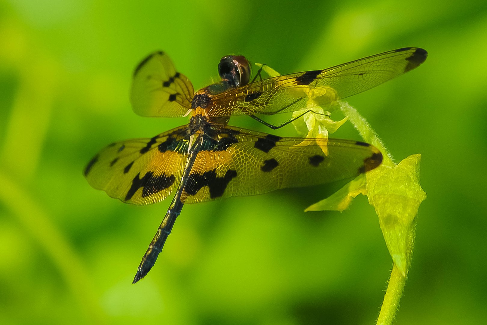 Variegated Flutterer, Sri Lanka