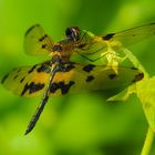 Variegated Flutterer, Sri Lanka