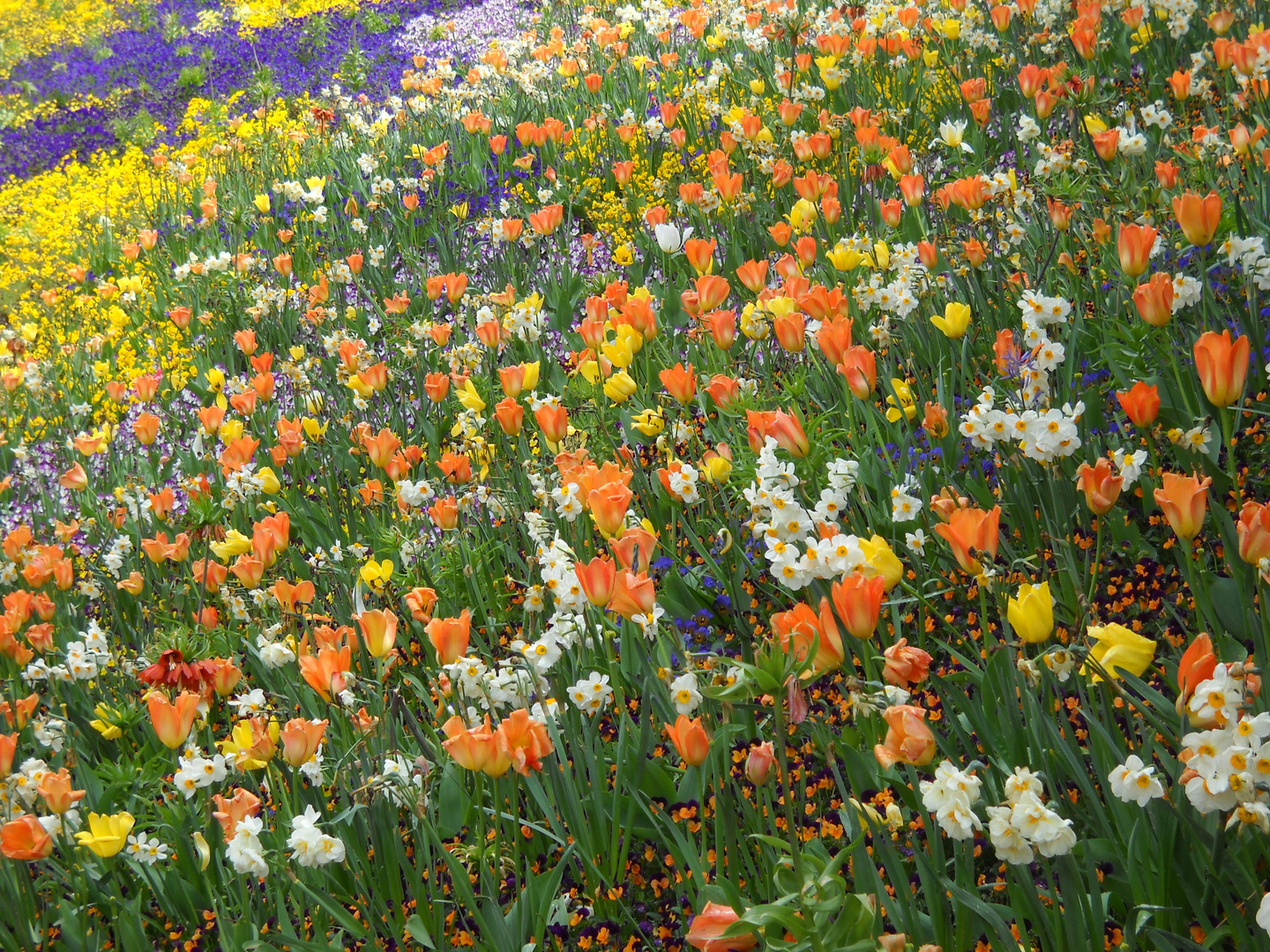 Varietà di fiori