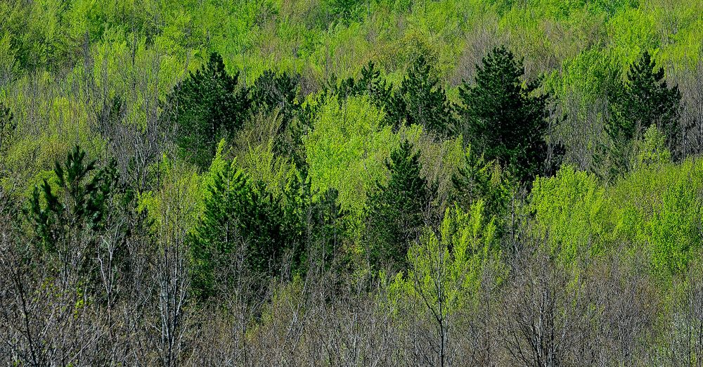 Varietà di verde