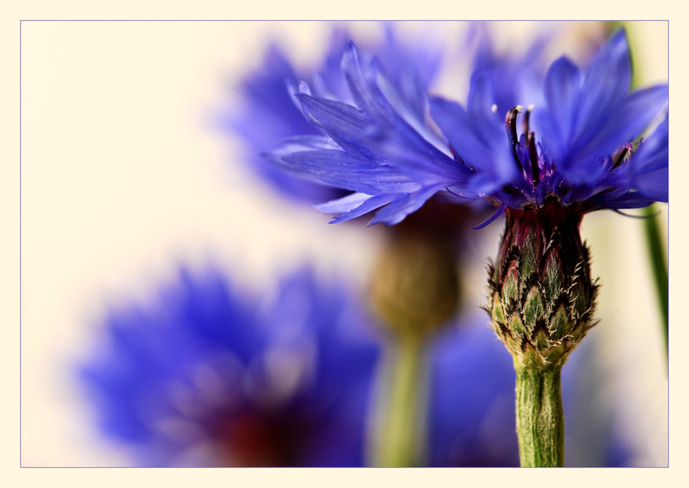 Variety of blue