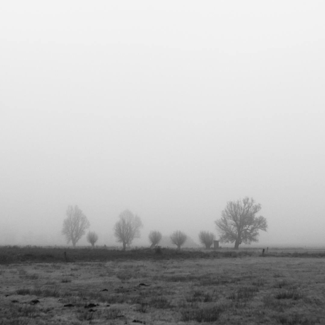 Various shapes of trees - Baumreihe, Gross Aschen, 2018