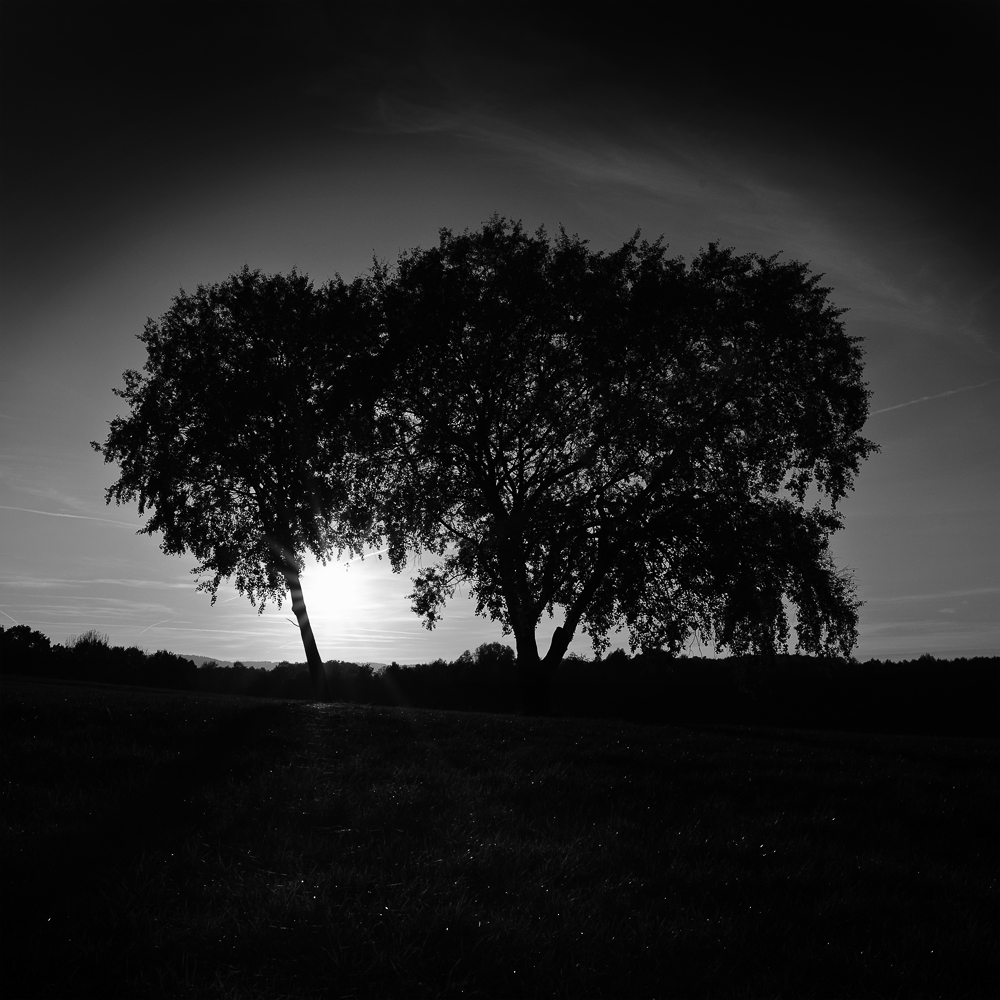 Various shapes of trees - Birken in Theesen, 2018