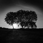 Various shapes of trees - Birken in Theesen, 2018