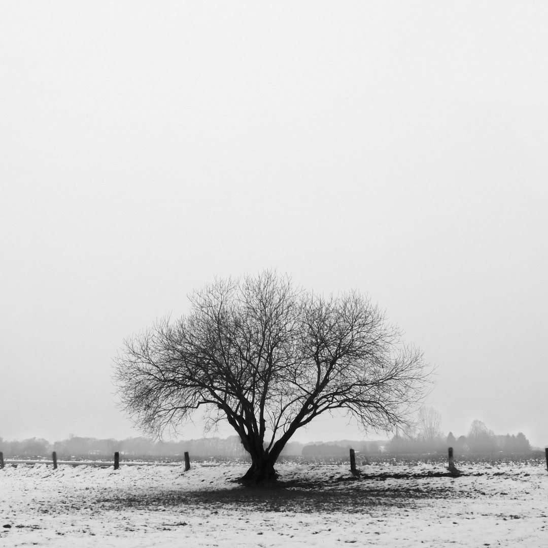 Various shapes of trees - Bokel 2015