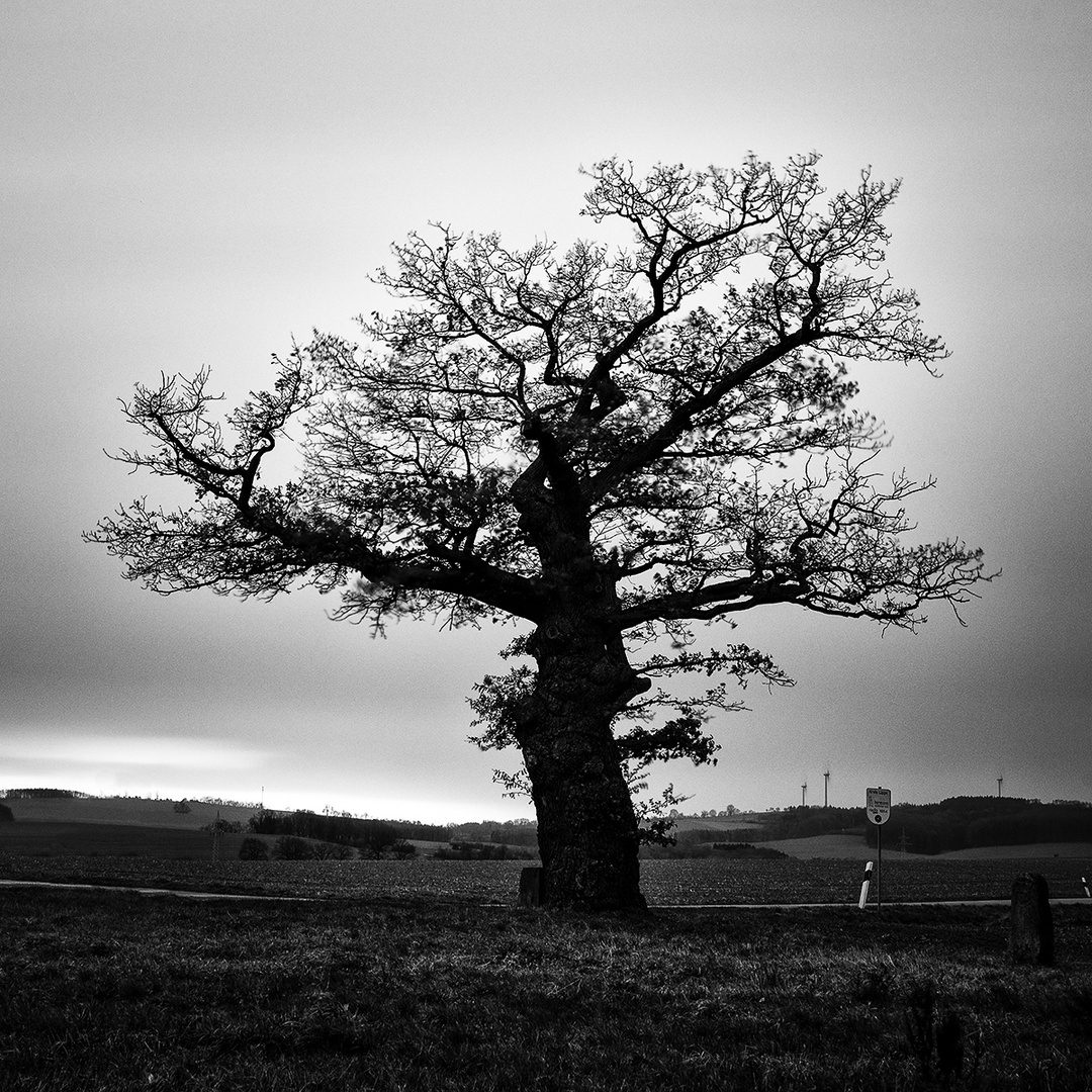 Various shapes of trees - Grenzeiche Dudenhausen, 2019