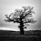 Various shapes of trees - Grenzeiche Dudenhausen, 2019