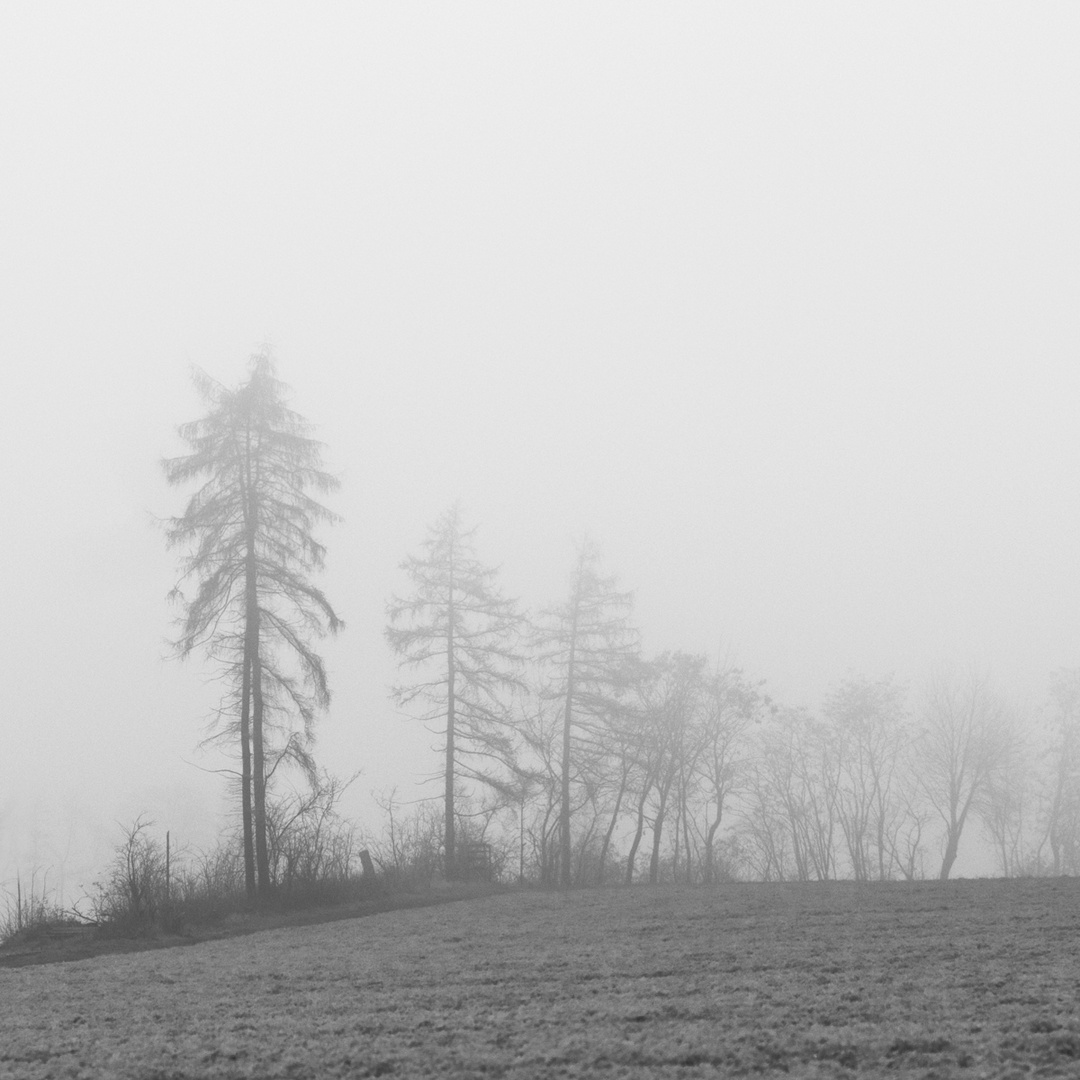 Various shapes of trees - Gross Aschen, 2018