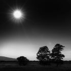 Various shapes of trees - Grosses Torfmoor, 2018