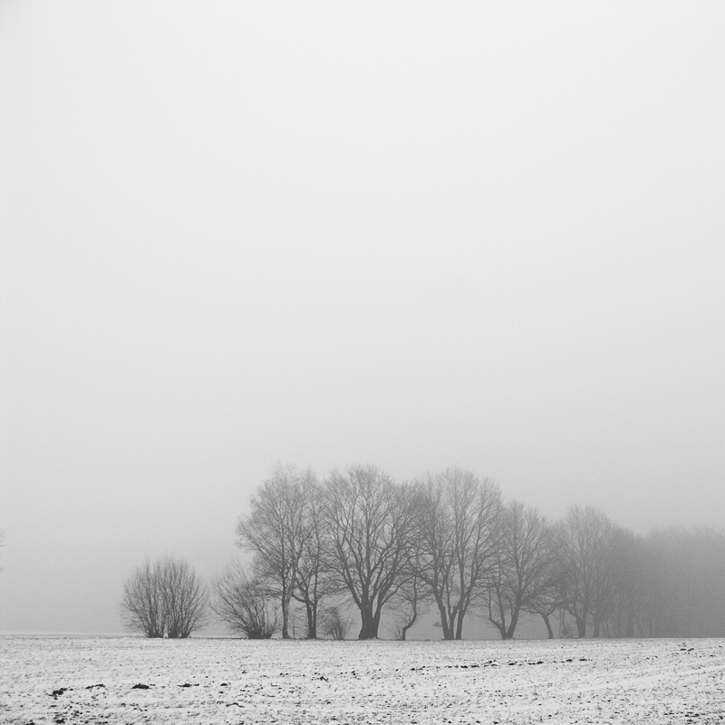 Various shapes of trees - Nebel in Jöllenbeck, 2005