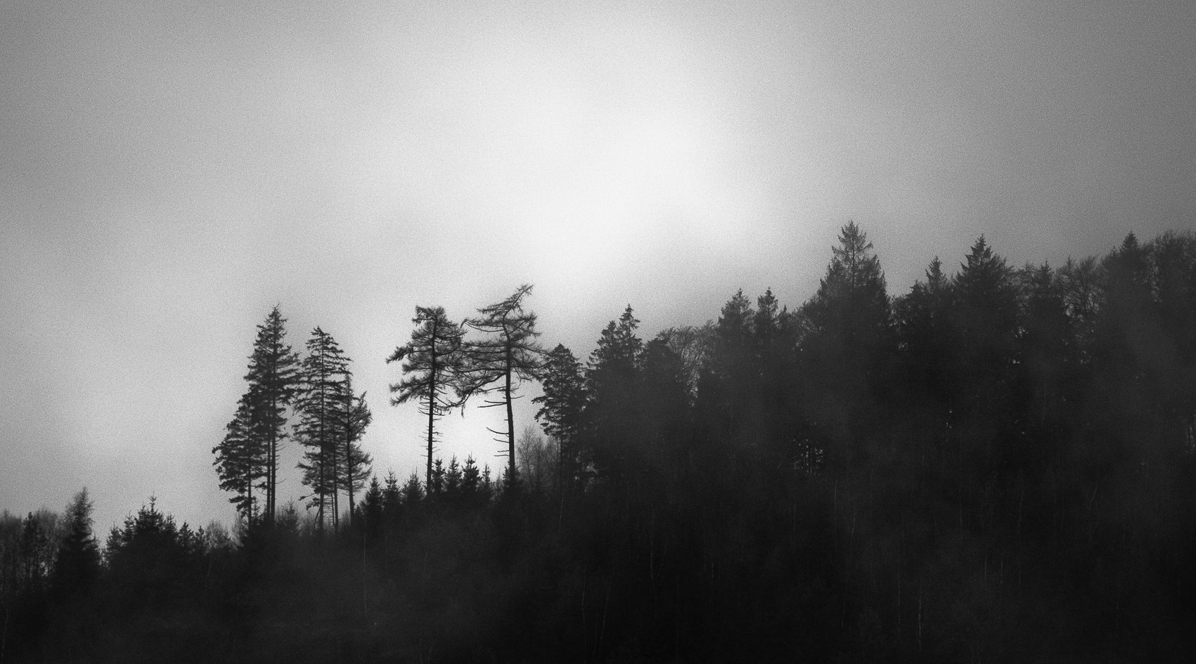 Various shapes of trees - Teutoburger Wald, Oerlinghausen, 2018