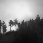 Various shapes of trees - Teutoburger Wald, Oerlinghausen, 2018