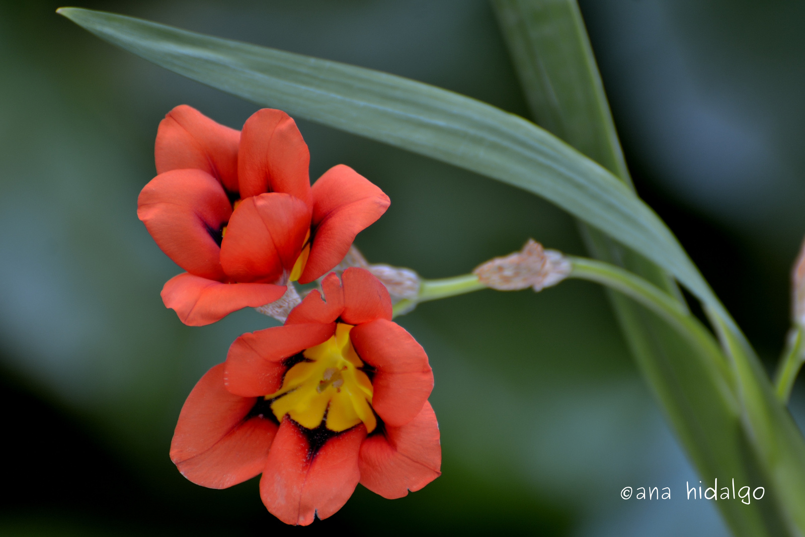 VARITAS DE PRIMAVERA