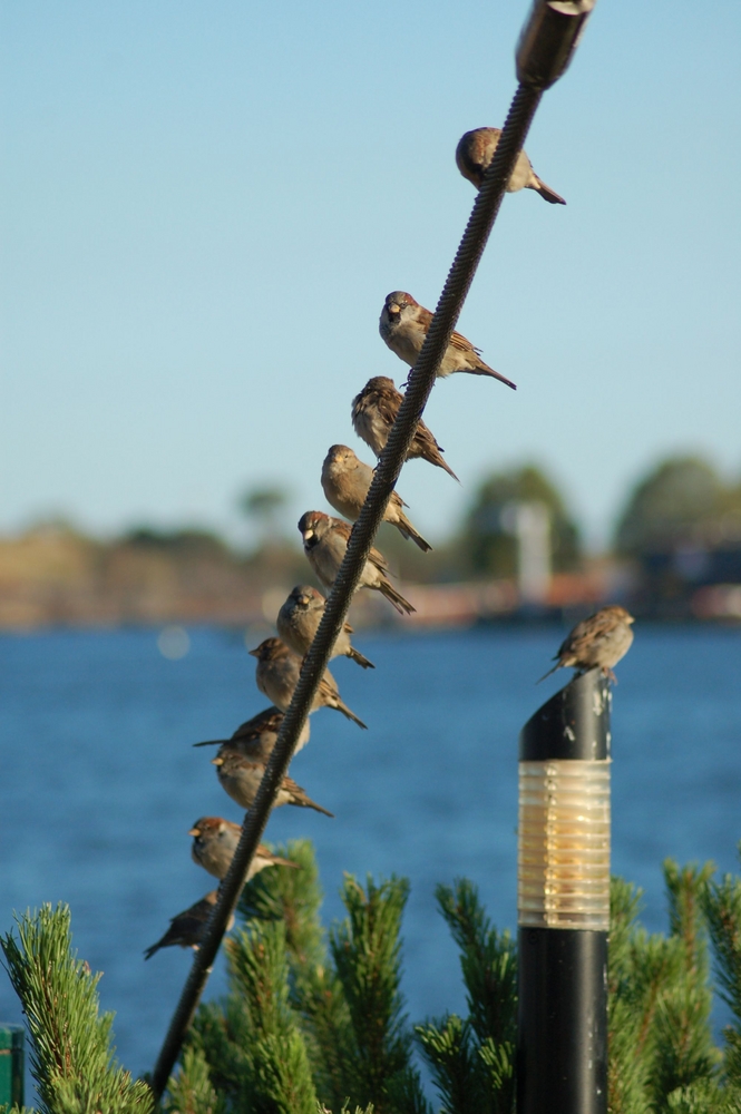 Varpunen (Passer domesticus)