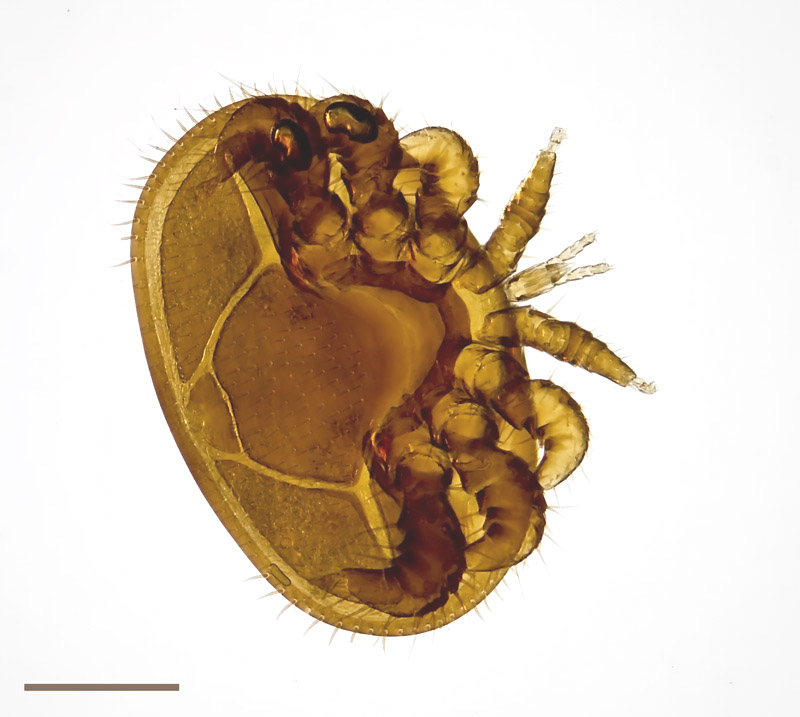 Varroa jacobsoni